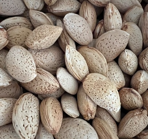 قیمت و فروش عمده بادام سنگی ارومیه